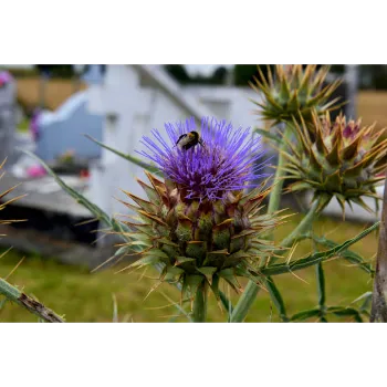 Milk Thistle